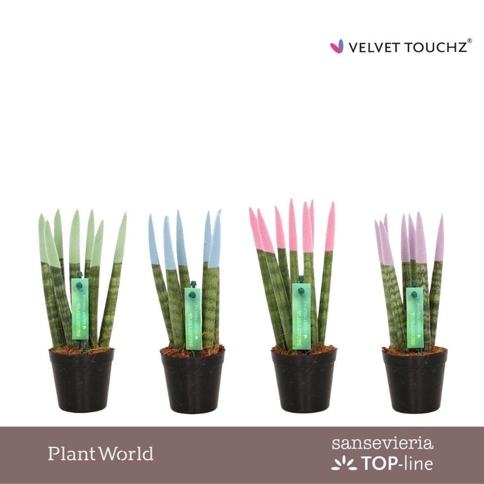 <h4>Sansevieria VELVET TOUCHZ® Pastel mix</h4>