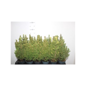 Picea Gl Conica