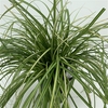 Carex 'Eversheen'