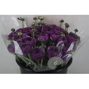 Ran Cloni Sup Nonno Antonio Parmela