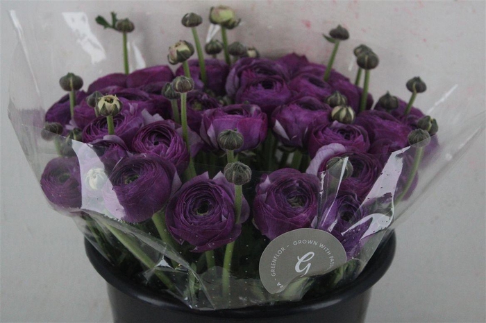 <h4>Ran Cloni Sup Nonno Antonio Parmela</h4>