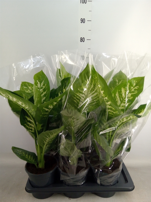 <h4>Dieffenbachia seg. 'Tropic Snow'</h4>