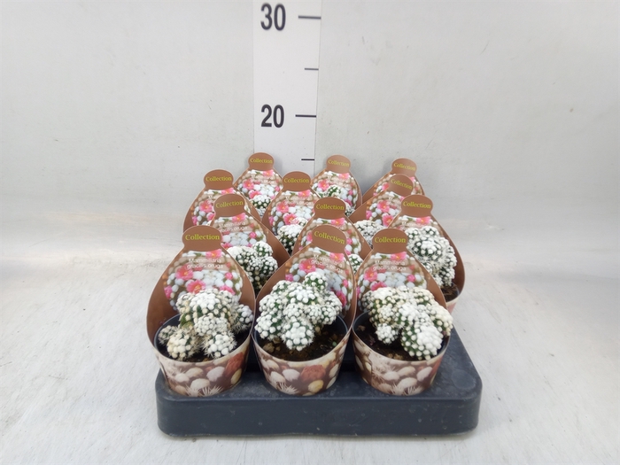 <h4>Cactus   ...</h4>