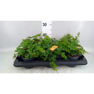 Parthenocissus inserta