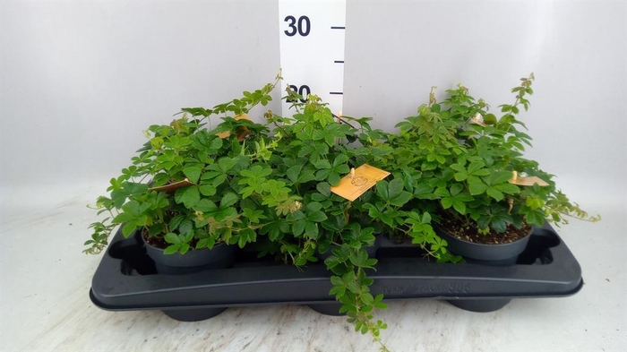 <h4>Parthenocissus inserta</h4>