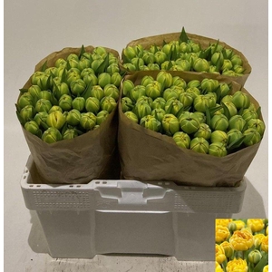 TU DU YELLOW POMPENE