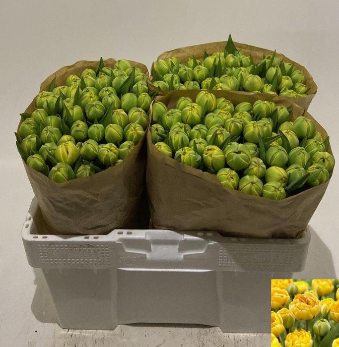 <h4>TU DU YELLOW POMPENE</h4>