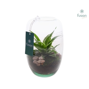 Green Bottle Isabella XSmall met Chlorophytum