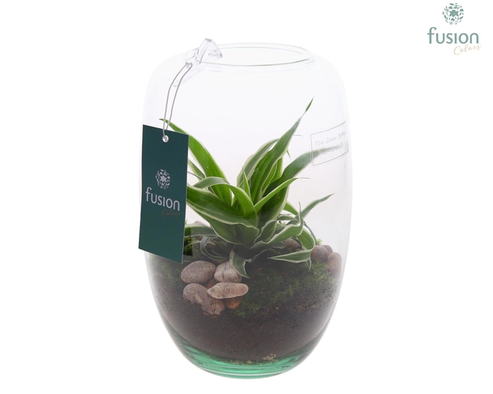 <h4>Green Bottle Isabella XSmall met Chlorophytum</h4>