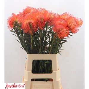 Leucospermum cordifolium 'Succession'