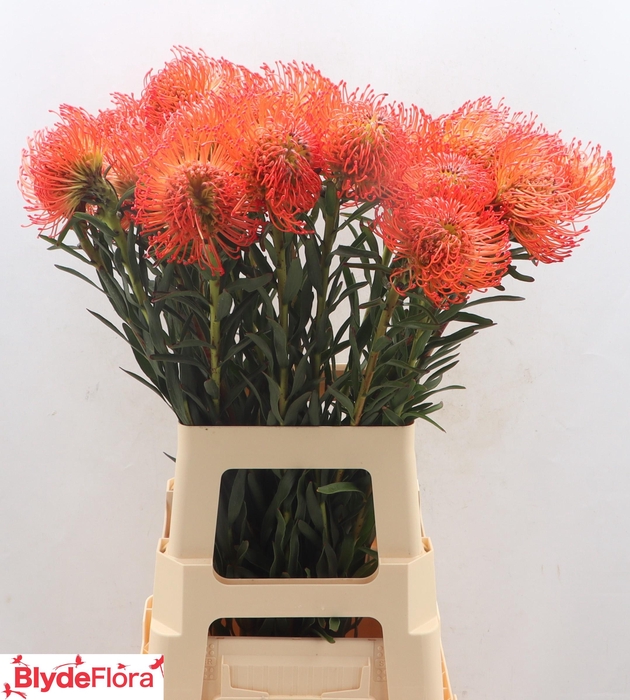 <h4>Leucospermum cordifolium 'Succession'</h4>
