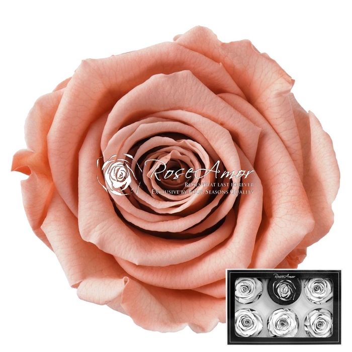 <h4>Pr 1 Pea01 Xl</h4>