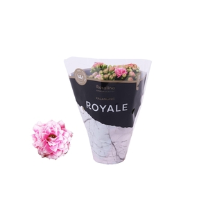 Kalanchoe blos. 'RosDon Alano'