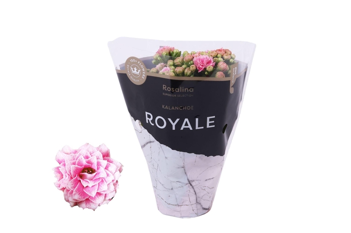 <h4>Kalanchoe blos. 'RosDon Alano'</h4>