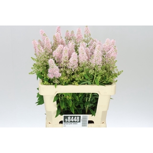 Spiraea Pink Innocence