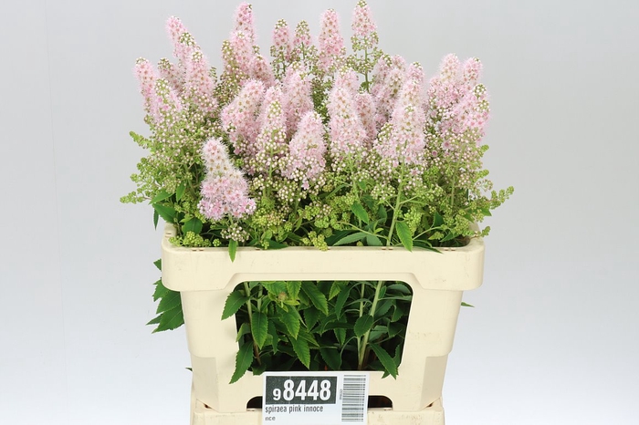 <h4>Spiraea Pink Innocence</h4>
