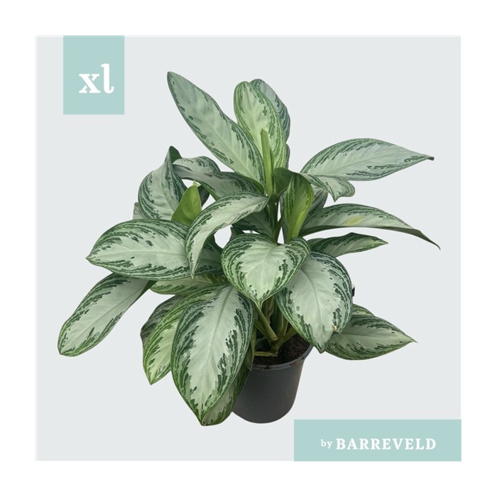 <h4>Green Agla 'Silver Bay' (Aglaonema)</h4>