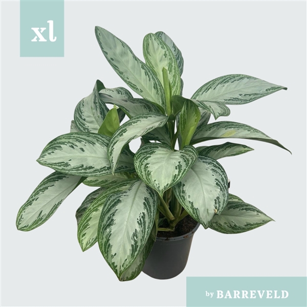 Green Agla 'Silver Bay' (Aglaonema)