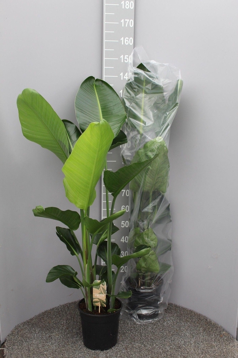 <h4>Strelitzia Nicolai 3pp</h4>