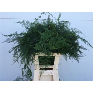 ASPARAGUS SETACEUS EXTRA VEREN