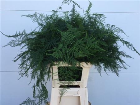 ASPARAGUS SETACEUS EXTRA VEREN