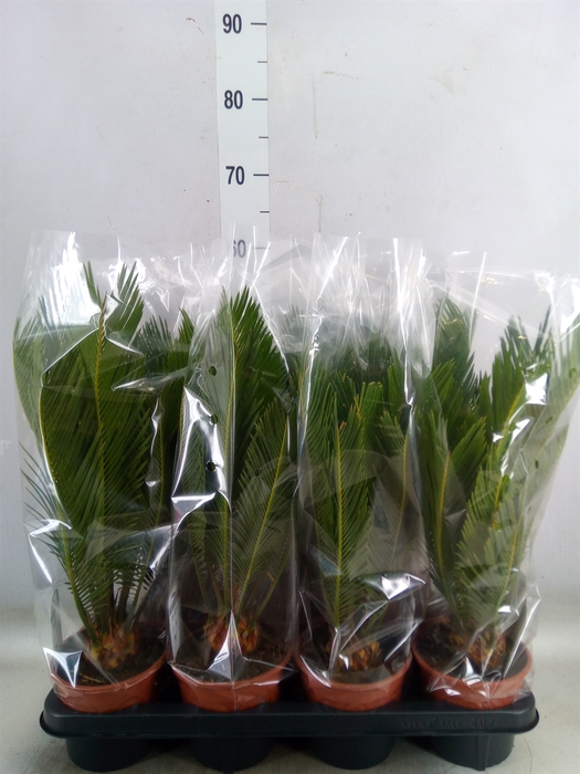 <h4>Cycas revoluta</h4>