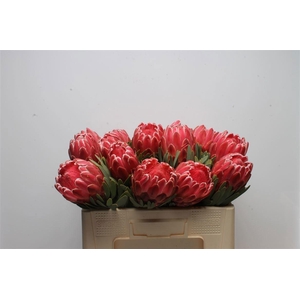 PROTEA VENUS