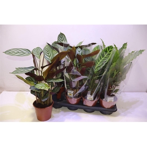 arr8 Calat Gem 3 Srt