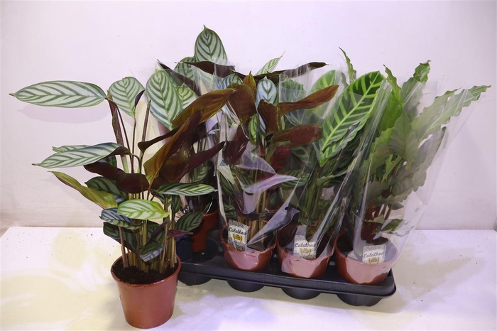 <h4>arr8 Calat Gem 3 Srt</h4>