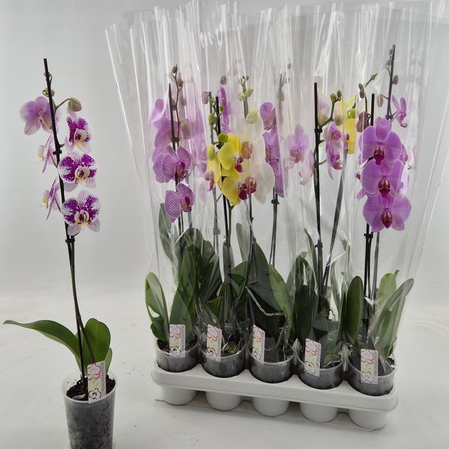 <h4>PHAL GEM</h4>