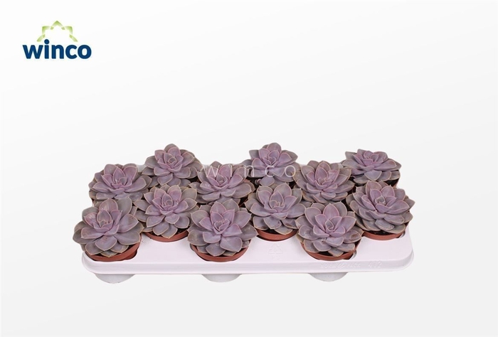 <h4>Echeveria Pearl Von Neurenberg</h4>