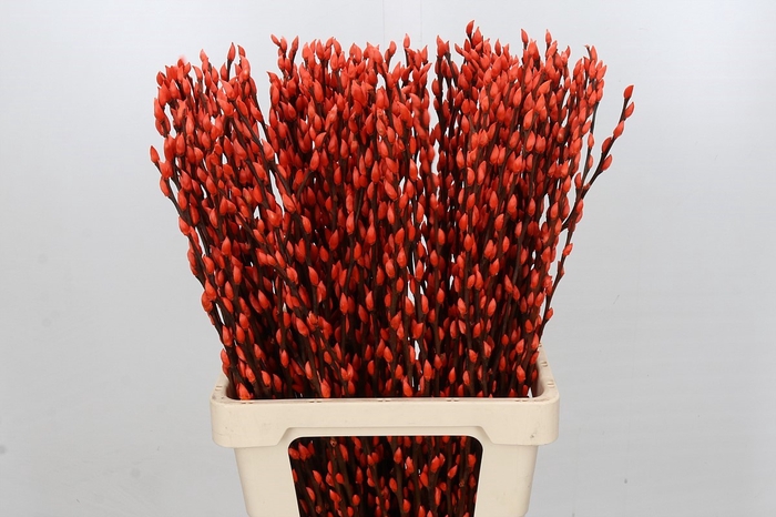 Salix Caprea Snow Flake P. Orange