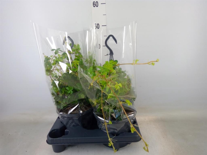 <h4>Parthenocissus 'Sugar Vine'</h4>