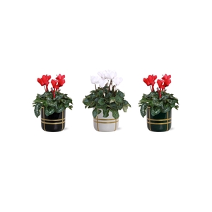 Collectie 'Bubble Collecties' - Cylcamen Rood Wit in Lauri Keramiek