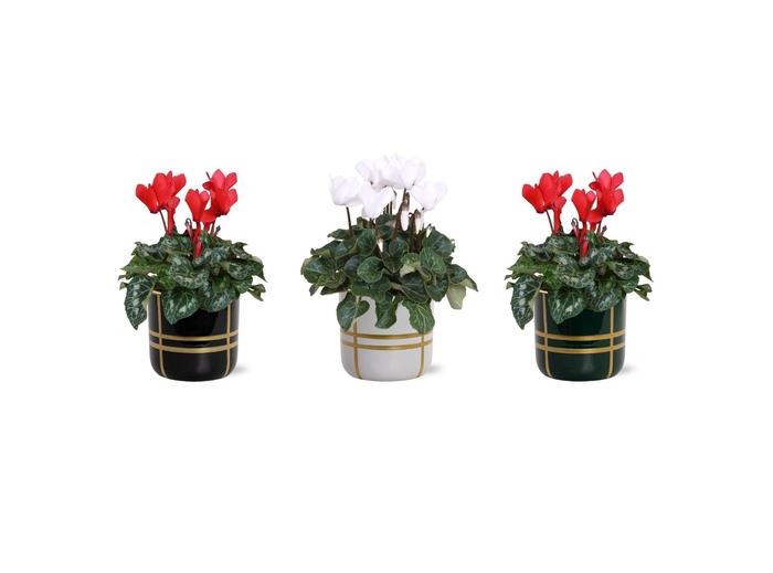 <h4>Collectie 'Bubble Collecties' - Cylcamen Rood Wit in Lauri Keramiek</h4>