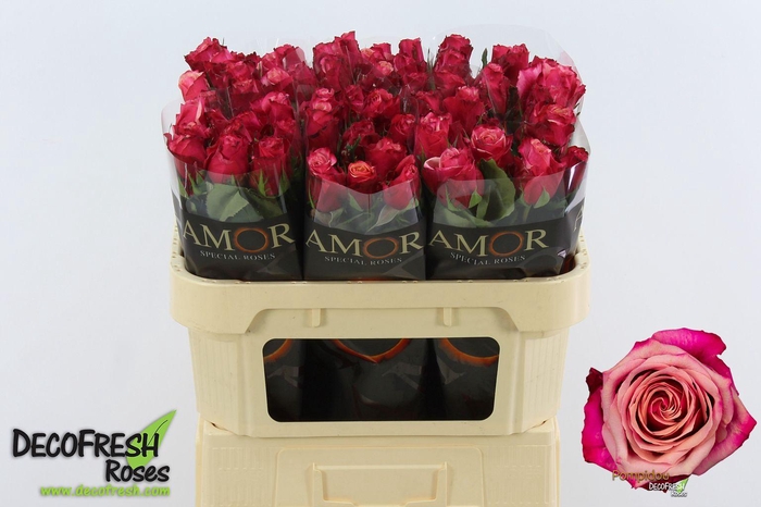 <h4>R Gr Pompidou</h4>