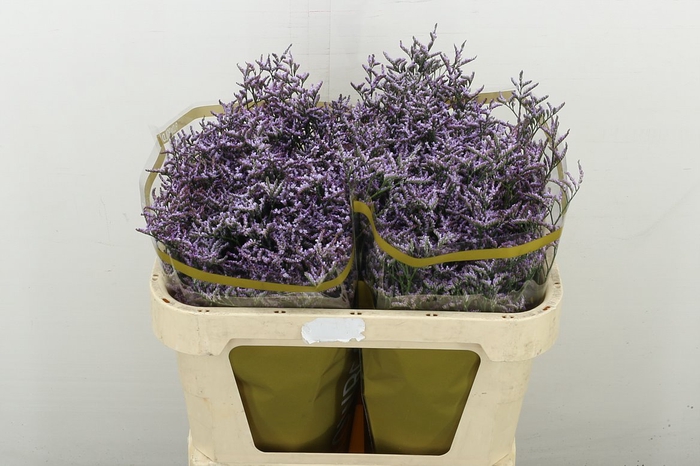 <h4>Lim Saf Lilac</h4>