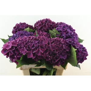 Hydr M Mon Amour Purple 60-18
