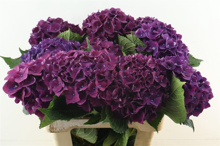 <h4>Hydr M Mon Amour Purple 60-18</h4>