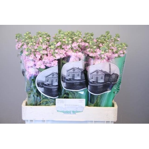MATTH FIGARO L ROSE