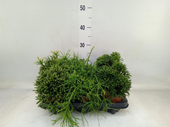 <h4>Rhipsalis   ...mix</h4>