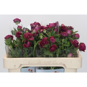 Ranunculus Magical Raspberry