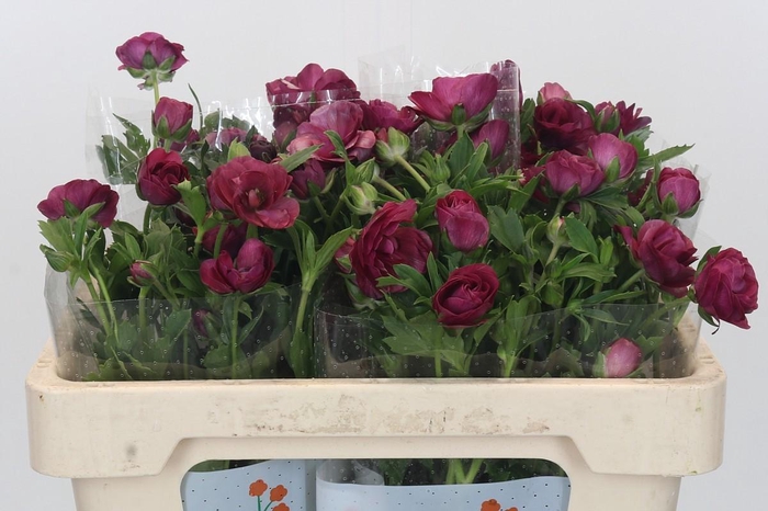<h4>Ranunculus Magical Raspberry</h4>