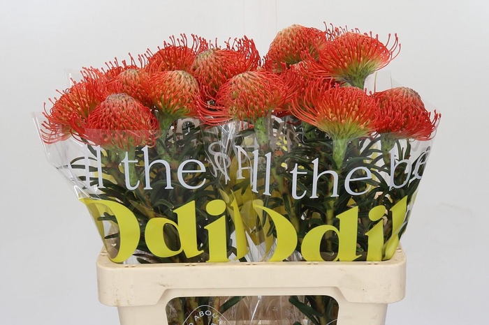 <h4>Nutans Succession</h4>