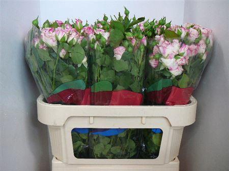 <h4>R Tr Reflex</h4>