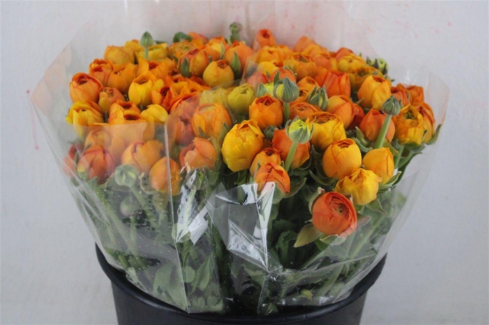 <h4>Ran Elegance Orange</h4>