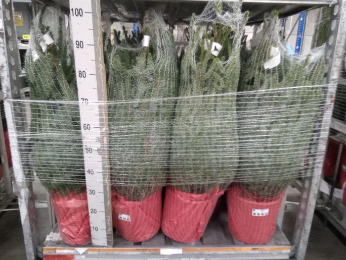 <h4>Picea omorika</h4>