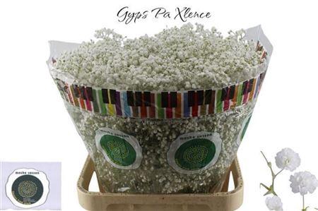 <h4>Gyps Pa Xlence</h4>