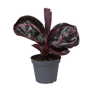 CALATHEA ROSEOPICTA