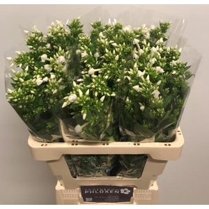 PHLOX P SNOWY